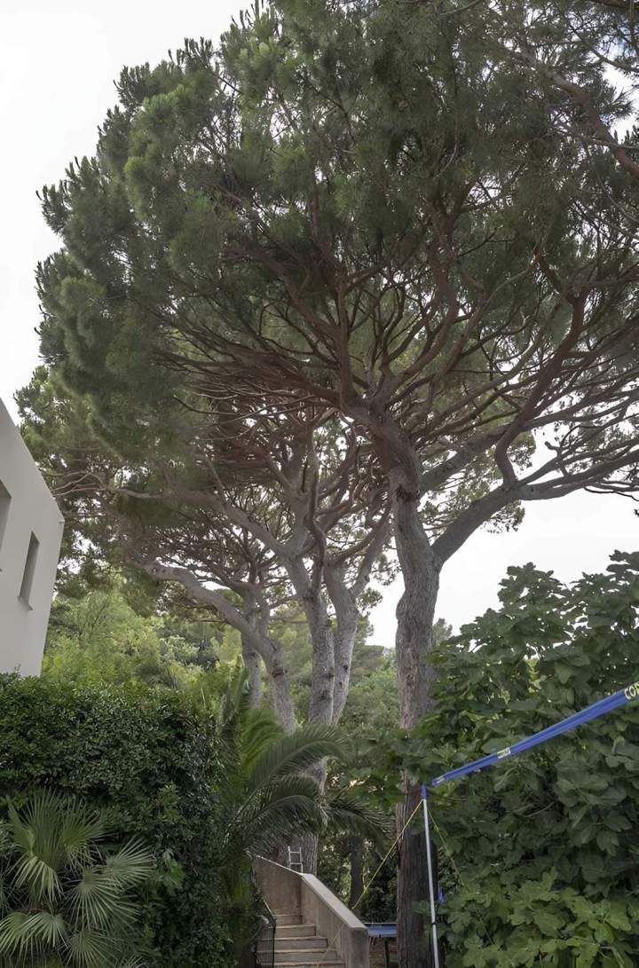 Elagage arbre Nice