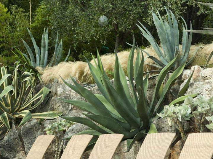 Plantes ornementales Nice