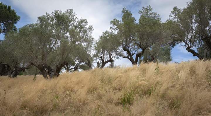 Elagage d'arbres Nice