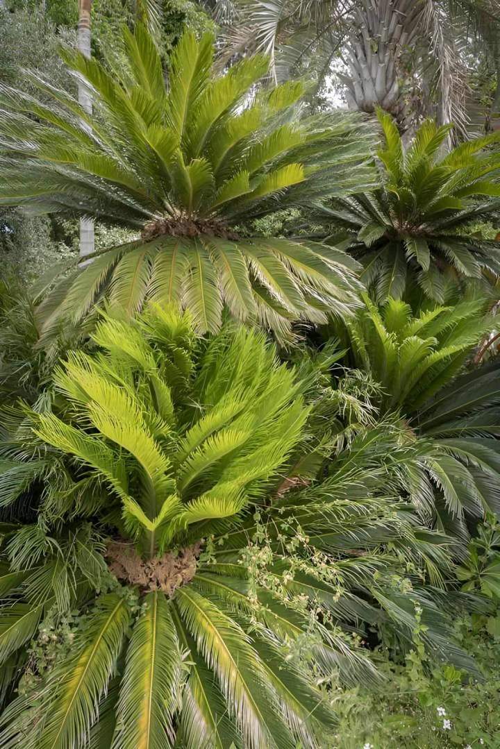 Entretien plantes Nice