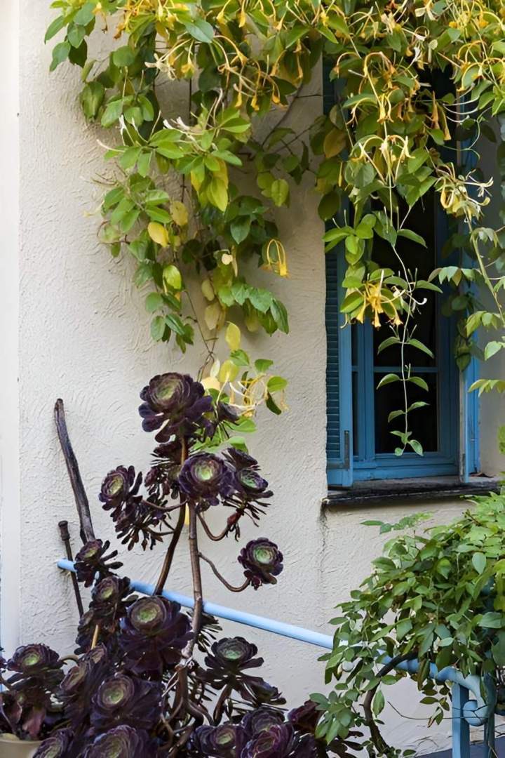 Entretien de plantes succulentes Nice
