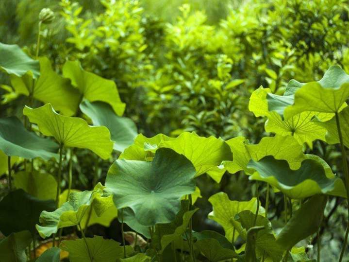 Conception de jardin Nice