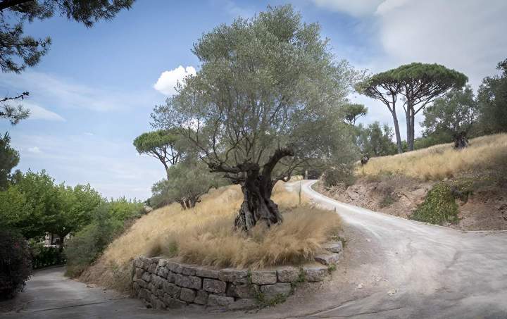 Soin des arbres Nice