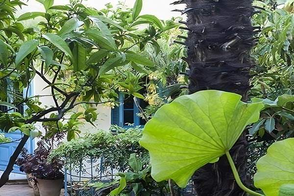 Sécuriser et élaguer vos arbres avec une expertise rigoureuse.