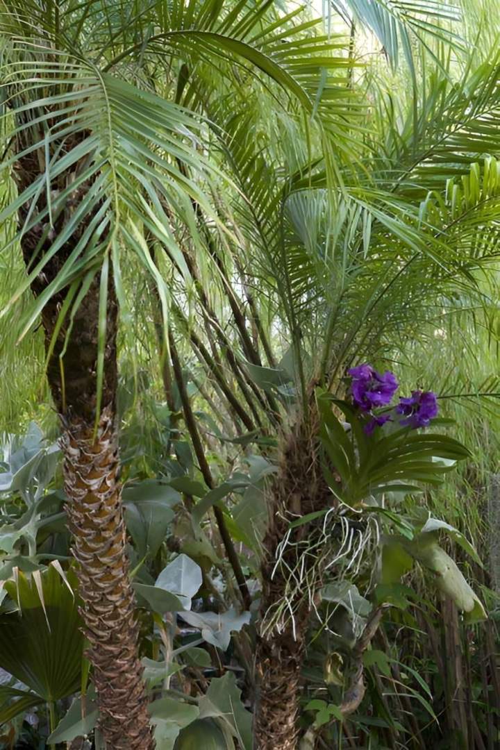 Jardin agréable Nice